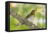 Hermit Thrush-Gary Carter-Framed Stretched Canvas