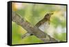 Hermit Thrush-Gary Carter-Framed Stretched Canvas