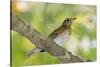 Hermit Thrush-Gary Carter-Stretched Canvas