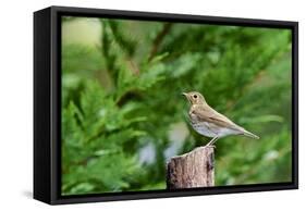 Hermit Thrush-Gary Carter-Framed Stretched Canvas