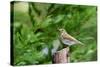 Hermit Thrush-Gary Carter-Stretched Canvas