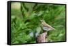 Hermit Thrush-Gary Carter-Framed Stretched Canvas