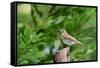 Hermit Thrush-Gary Carter-Framed Stretched Canvas