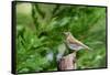 Hermit Thrush-Gary Carter-Framed Stretched Canvas