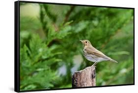 Hermit Thrush-Gary Carter-Framed Stretched Canvas