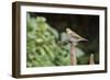 Hermit Thrush-Gary Carter-Framed Photographic Print