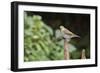 Hermit Thrush-Gary Carter-Framed Photographic Print