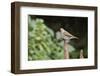 Hermit Thrush-Gary Carter-Framed Photographic Print