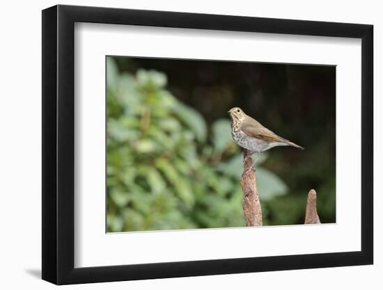 Hermit Thrush-Gary Carter-Framed Photographic Print