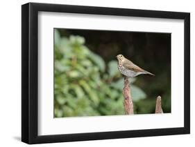 Hermit Thrush-Gary Carter-Framed Photographic Print