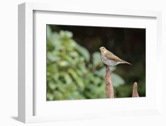 Hermit Thrush-Gary Carter-Framed Photographic Print