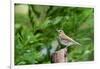 Hermit Thrush-Gary Carter-Framed Photographic Print