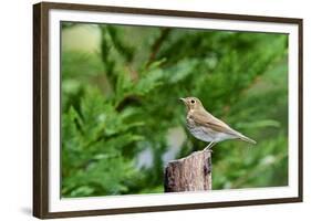 Hermit Thrush-Gary Carter-Framed Photographic Print