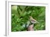 Hermit Thrush-Gary Carter-Framed Photographic Print