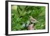 Hermit Thrush-Gary Carter-Framed Photographic Print