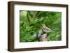 Hermit Thrush-Gary Carter-Framed Photographic Print