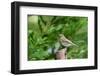 Hermit Thrush-Gary Carter-Framed Photographic Print