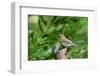 Hermit Thrush-Gary Carter-Framed Photographic Print