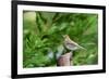 Hermit Thrush-Gary Carter-Framed Photographic Print