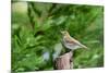 Hermit Thrush-Gary Carter-Mounted Photographic Print