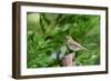 Hermit Thrush-Gary Carter-Framed Photographic Print