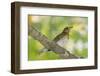 Hermit Thrush-Gary Carter-Framed Photographic Print