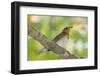 Hermit Thrush-Gary Carter-Framed Photographic Print