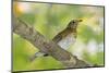 Hermit Thrush-Gary Carter-Mounted Photographic Print