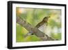 Hermit Thrush-Gary Carter-Framed Photographic Print