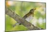 Hermit Thrush-Gary Carter-Mounted Photographic Print