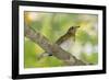 Hermit Thrush-Gary Carter-Framed Photographic Print