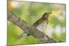 Hermit Thrush-Gary Carter-Mounted Photographic Print