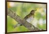 Hermit Thrush-Gary Carter-Framed Photographic Print