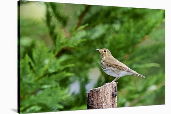 Hermit Thrush-Gary Carter-Stretched Canvas