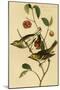 Hermit Wood Warbler-John James Audubon-Mounted Art Print
