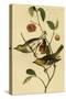 Hermit Wood Warbler-John James Audubon-Stretched Canvas