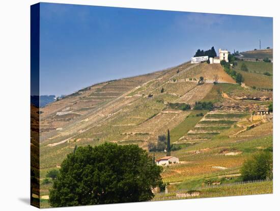 Hermitage Vineyards Behind Tain-L'Hermitage, Drome, France-Per Karlsson-Stretched Canvas