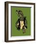 Hero in a Halfshell-Steven Wilson-Framed Giclee Print