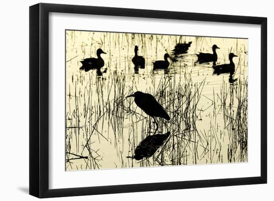 Heron and Ducks, Loxahatchee NWR, Everglades, Florida-Rob Sheppard-Framed Photographic Print