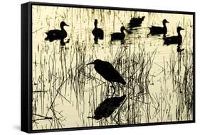 Heron and Ducks, Loxahatchee NWR, Everglades, Florida-Rob Sheppard-Framed Stretched Canvas