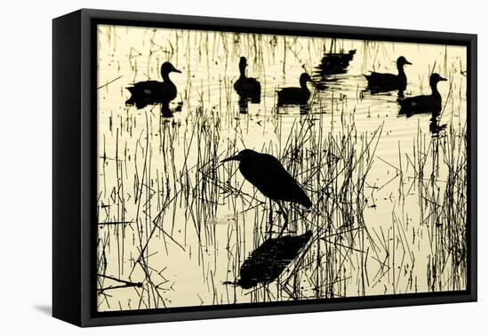 Heron and Ducks, Loxahatchee NWR, Everglades, Florida-Rob Sheppard-Framed Stretched Canvas