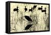 Heron and Ducks, Loxahatchee NWR, Everglades, Florida-Rob Sheppard-Framed Stretched Canvas