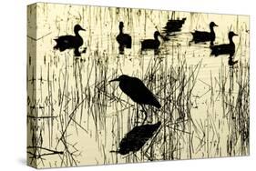 Heron and Ducks, Loxahatchee NWR, Everglades, Florida-Rob Sheppard-Stretched Canvas