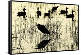 Heron and Ducks, Loxahatchee NWR, Everglades, Florida-Rob Sheppard-Framed Stretched Canvas