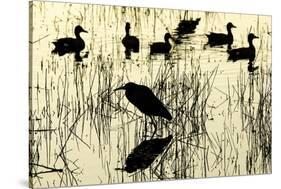 Heron and Ducks, Loxahatchee NWR, Everglades, Florida-Rob Sheppard-Stretched Canvas