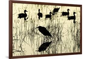 Heron and Ducks, Loxahatchee NWR, Everglades, Florida-Rob Sheppard-Framed Photographic Print