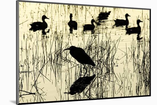 Heron and Ducks, Loxahatchee NWR, Everglades, Florida-Rob Sheppard-Mounted Photographic Print