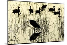 Heron and Ducks, Loxahatchee NWR, Everglades, Florida-Rob Sheppard-Mounted Photographic Print