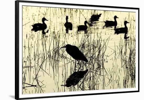 Heron and Ducks, Loxahatchee NWR, Everglades, Florida-Rob Sheppard-Framed Premium Photographic Print