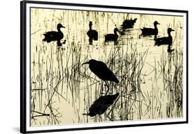 Heron and Ducks, Loxahatchee NWR, Everglades, Florida-Rob Sheppard-Framed Premium Photographic Print